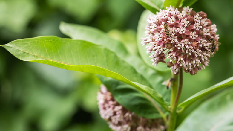 Closeup of a milkweed bloom with a bee on it