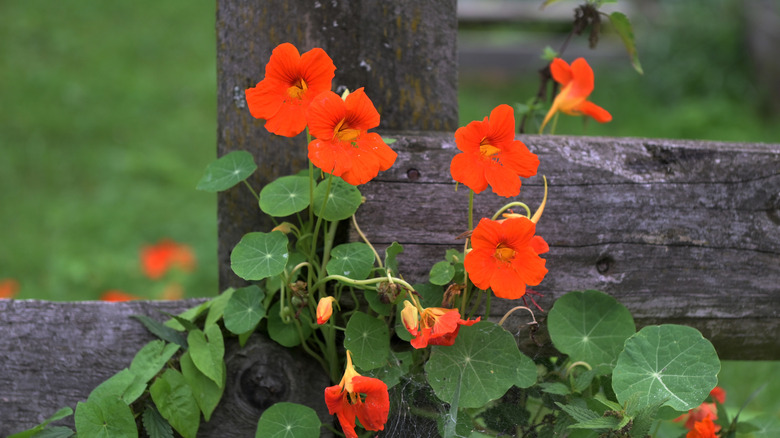 A nasturtium with bright orange flowers growing against a fence