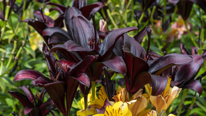 Close up of a black 'Nightrider' lily