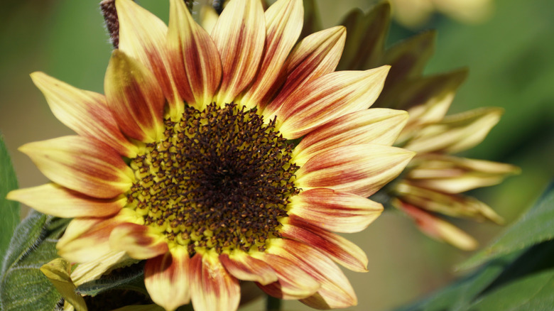 A muted sunflower hybrid in shades of pale yellow and bronze