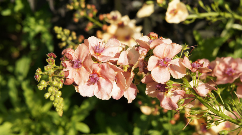 Closeup of purple mullein 'Southern Charm' blooms