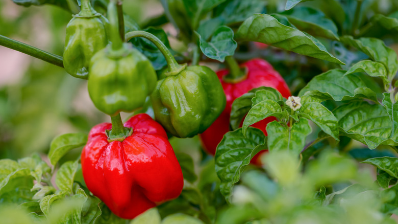 Red and green scotch bonnet peppers growing on a healthy plant