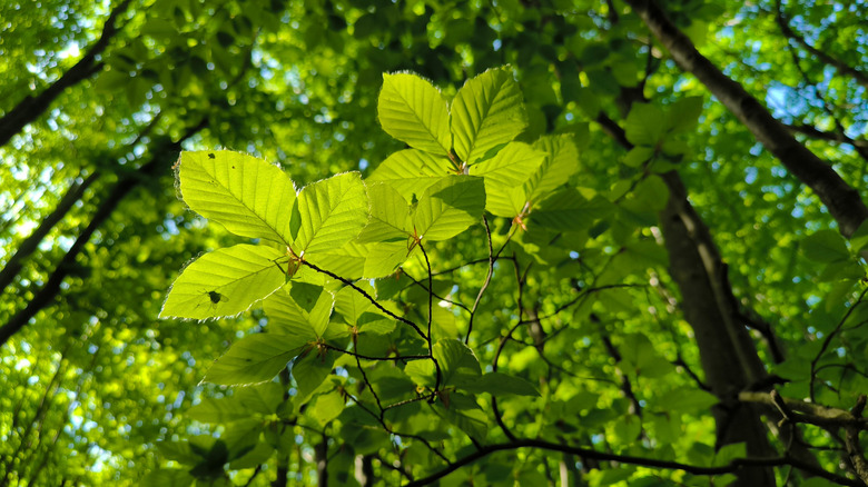 Green leaves of American beech tree