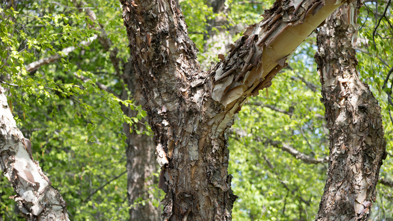 Leaves and trunk of a birch tree