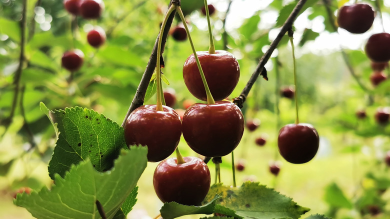 Ripe red cherries hanging from tree branch