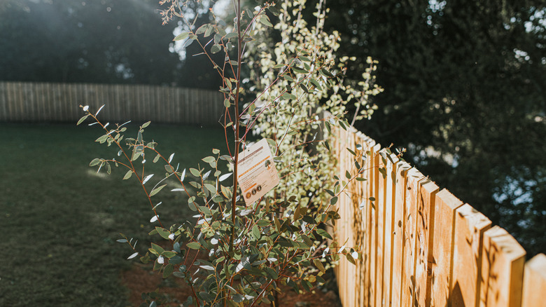 A eucalyptus sapling in a garden