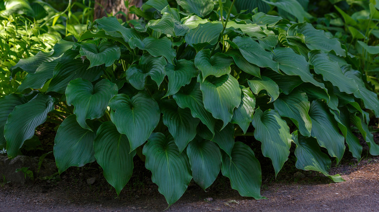 Green leaves of the hosta plant