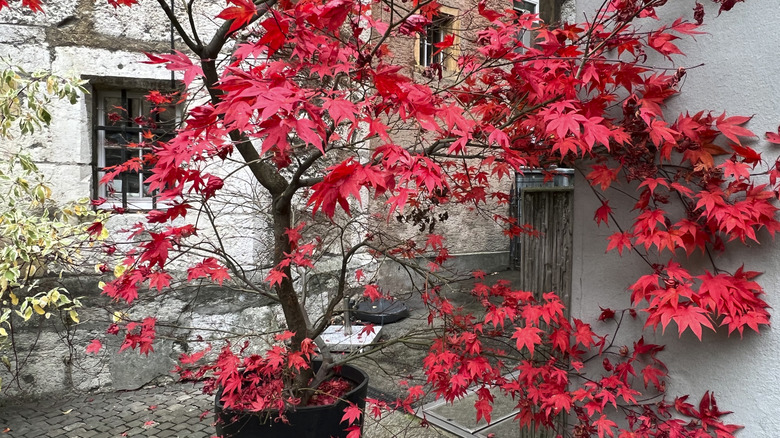 Maple tree growing in a large black container
