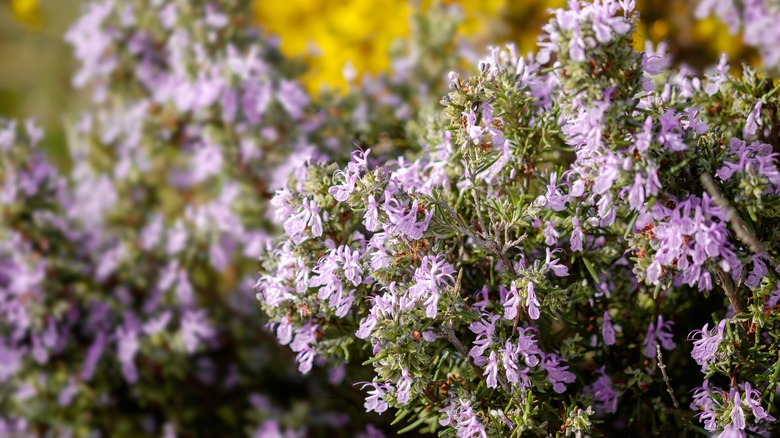 Rosemary plants in bloom