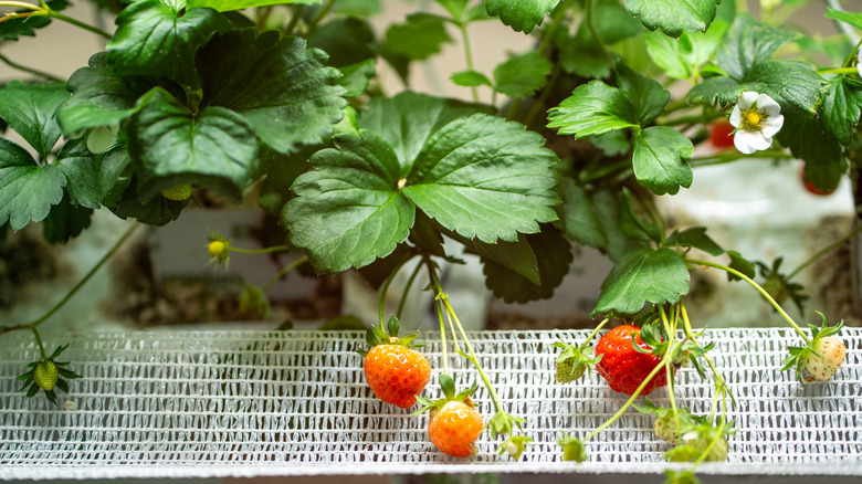 Mini ​​strawberries dangling from plant