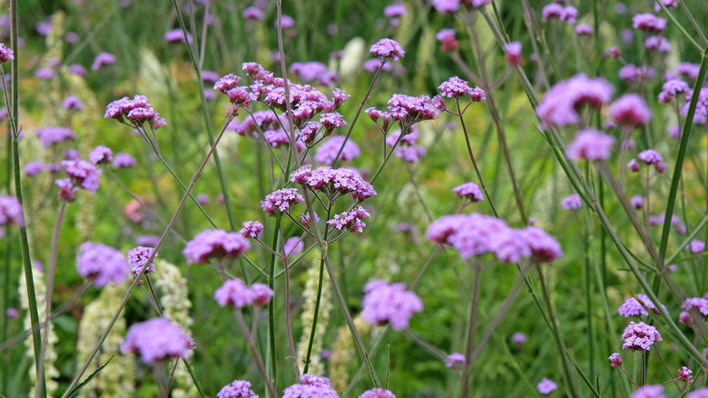 Lilac purple flowers of verbena in bloom