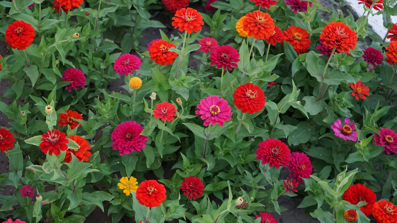 Red and pink zinnia flowers in bloom