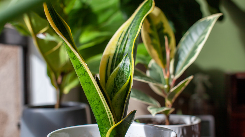 Young snake plant