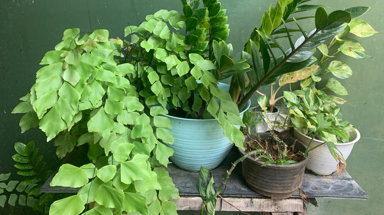 Maidenhair fern on a table