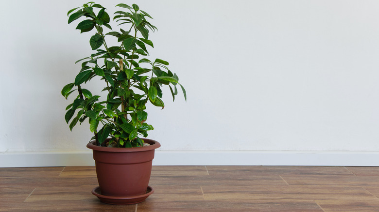 Gardenia plant on floor