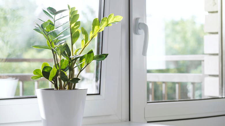 ZZ plant on the windowsill