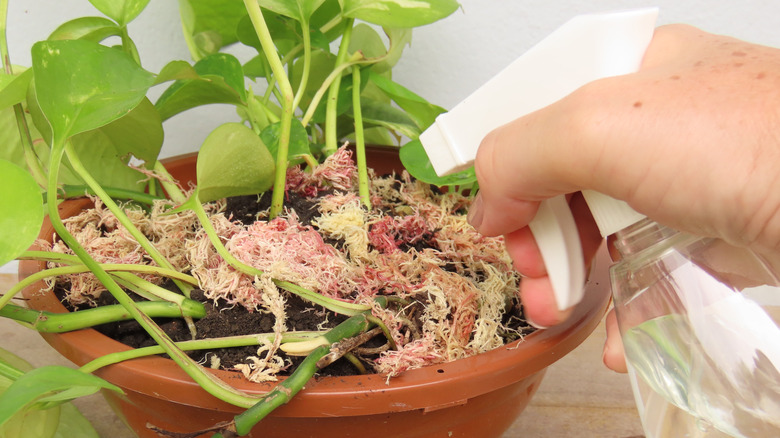 Caring for  pothos plant