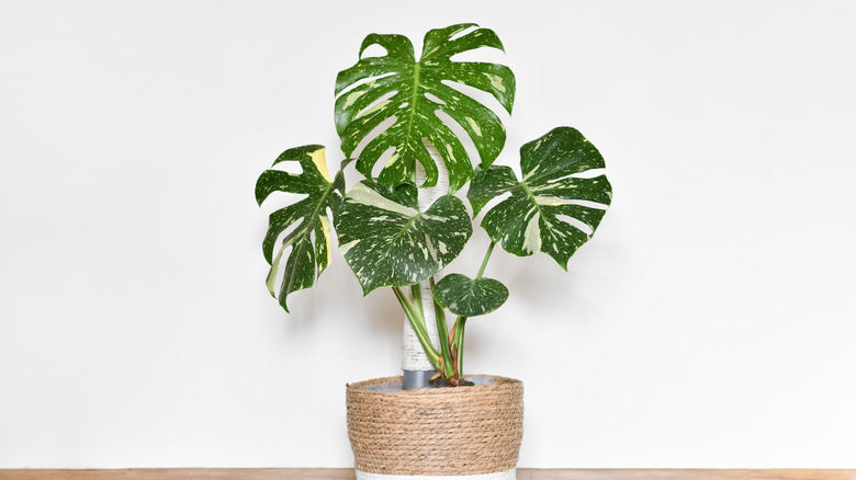 Monstera houseplant next to a bright white wall