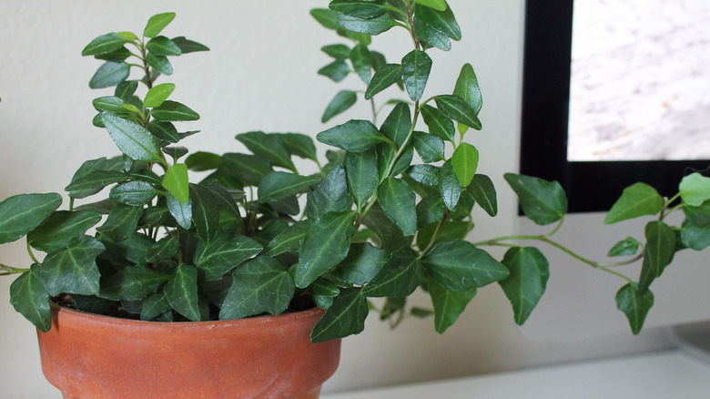 English ivy houseplant in terracotta pot