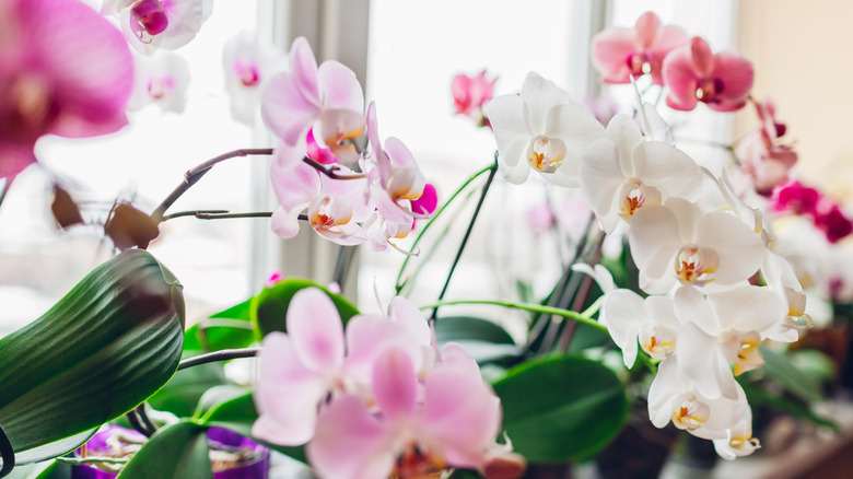 Phalaenopsis orchid on the windowsill
