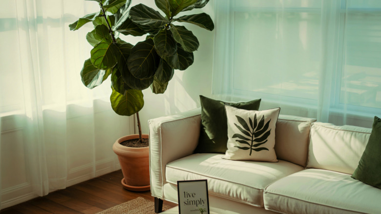 Fiddle leaf fig plant in living room