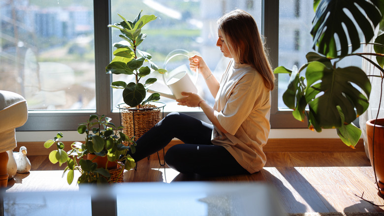 Caring for a houseplant
