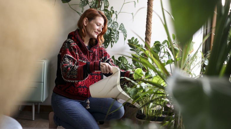 Watering houseplants in the home