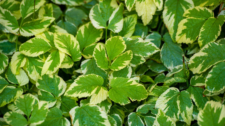 Bishop's weed in garden.