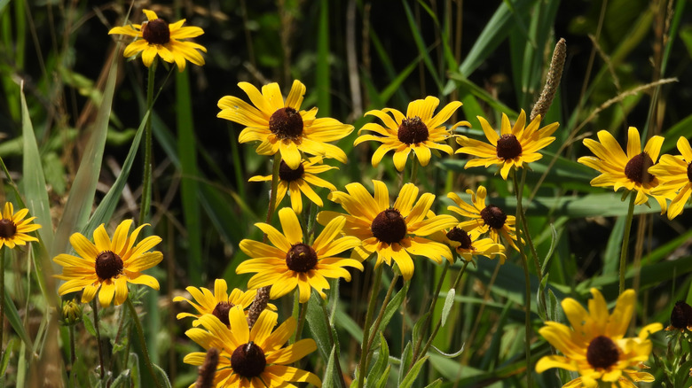 Black-eyed Susans in bloom.