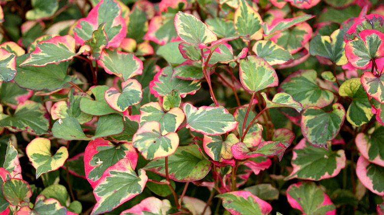 Chameleon plant in garden.