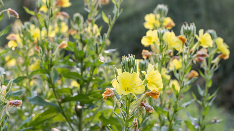 Evening primrose in bloom.