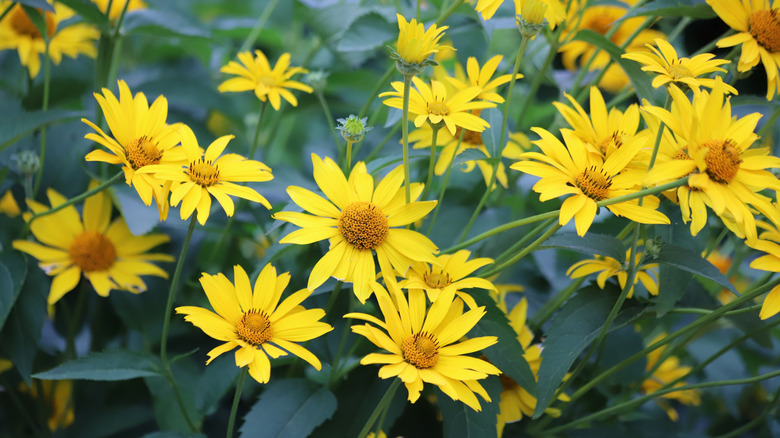 False sunflower in bloom.
