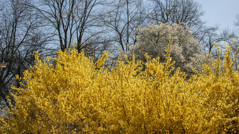 Forsythia shrubs in bloom.