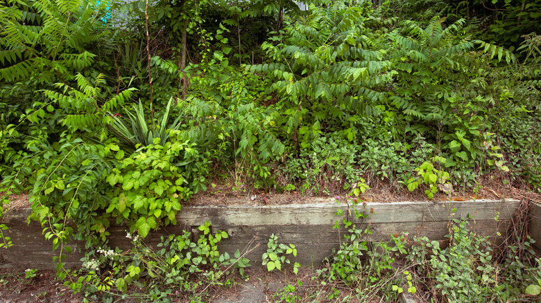 Overgrown garden with vines and weeds.