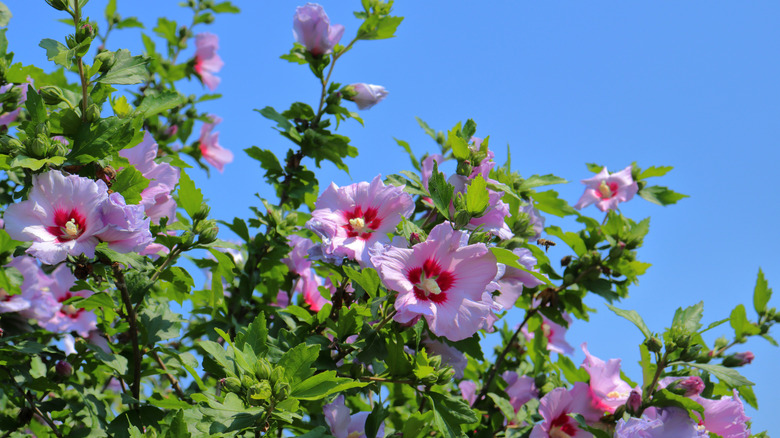 Pink rose of Sharon shrub in bloom.