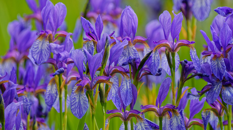 Purple Siberian iris in a garden