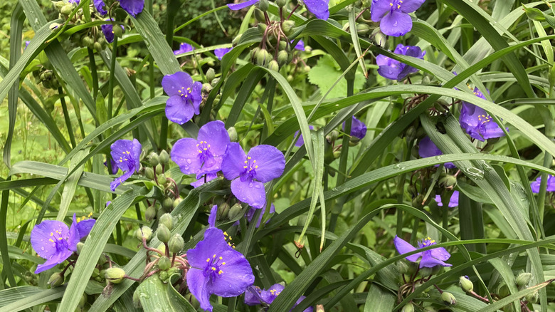 Purple spiderwort in bloom.