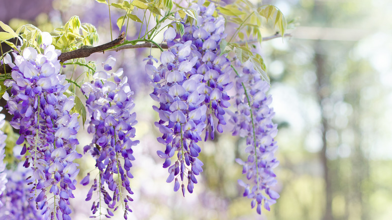 Wisteria vine in bloom.