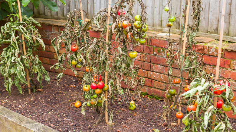 Vine tomato plants wilted