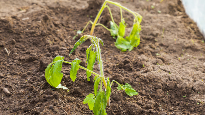 Drooping tomato seedling plants in the ground