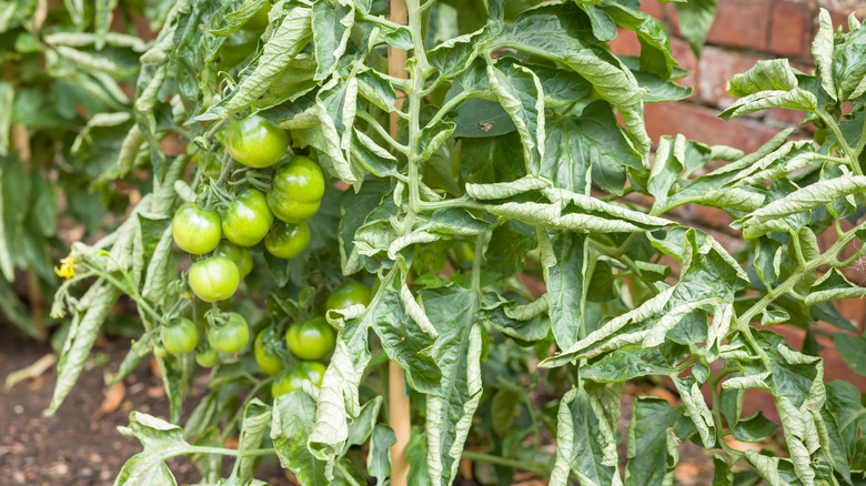 Close-up of curled leaves on tomato plants in a vegetable patch.
