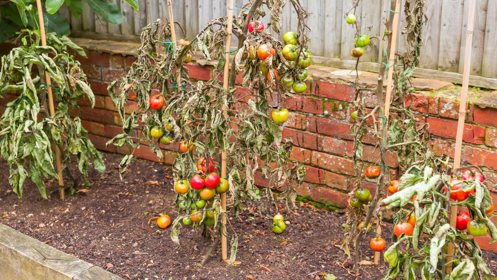 banana legs tomato plant Banana Legs Tomato