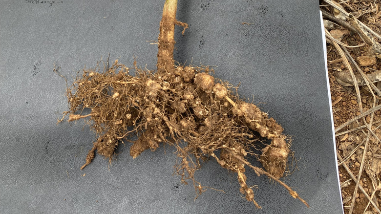 Soybean roots severely attacked by root-knot nematode, causing high damage.
