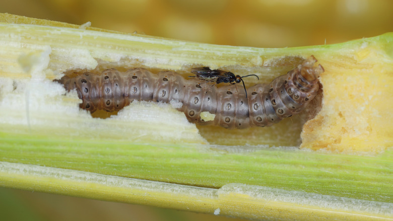 Minute wasp of the family Braconidae, parasitoid of caterpillar of The European corn borer or high-flyer (Ostrinia nubilalis)
