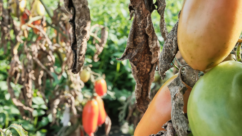 Ripening and wilting diseased tomatoes in sunlit garden