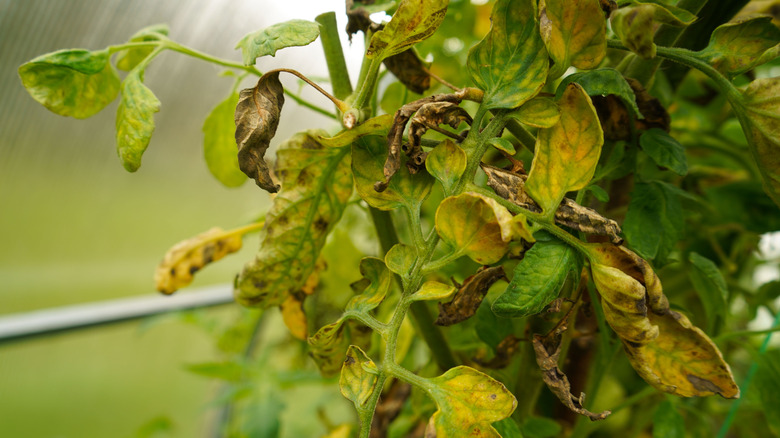 Shot of damaged or diseased tomato plant leaves in a greenhouse