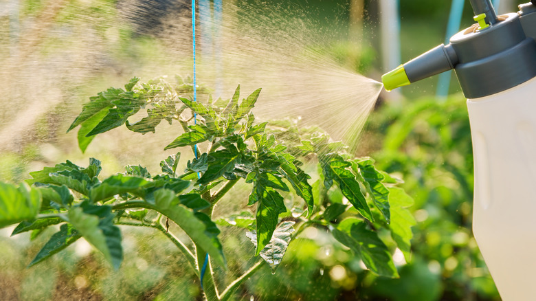 Hands with sprayer, spraying tomato plant bushes on wooden raised bed box