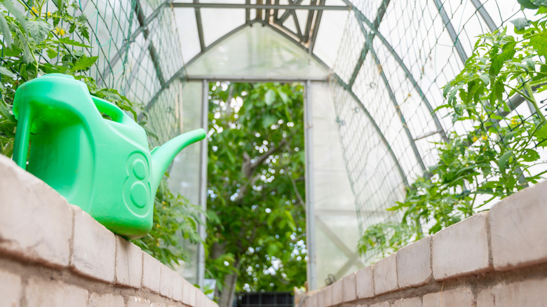 Green watering can on brick border inside polycarbonate greenhouse, tomatoes and other garden plants growing in beds, walnut tree visible through open door,