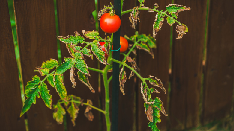 Tomato leaves with dark dry spots. Leaves affected by disease or pests.