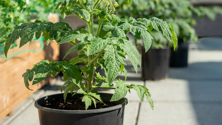 Multiple tomato plants on rooftop patio